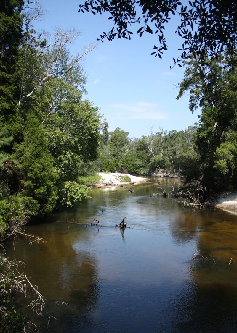 Perdido River WMA Spotlight Forever Wild